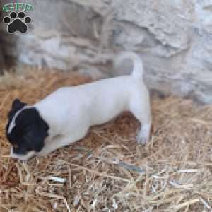 Max, Jack Russell Terrier Puppy
